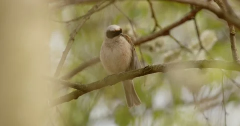 Pendulinus Remiz builds a nest in extremely strong winds in slow motion 8K Video stock 334635679