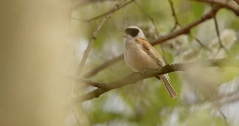 Pendulinus Remiz builds a nest in extremely strong winds in slow motion 8K Video stock 334635708