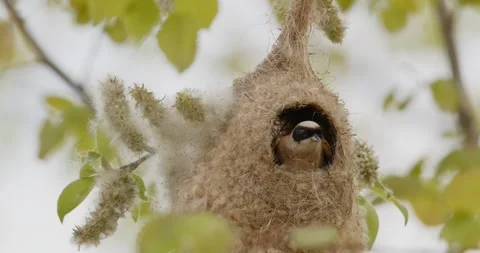 Pendulinus Remiz builds a nest in extremely strong winds in slow motion 8K Video stock 334635838