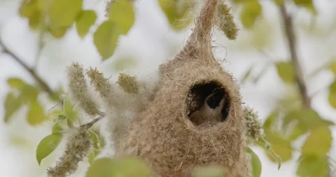 Pendulinus Remiz builds a nest in extremely strong winds in slow motion 8K Video stock 334635985