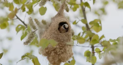 Pendulinus Remiz builds a nest in extremely strong winds in slow motion 8K Video stock 334636431