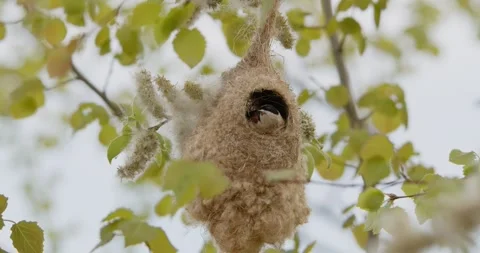 Pendulinus Remiz builds a nest in extremely strong winds in slow motion 8K Video stock 334636610