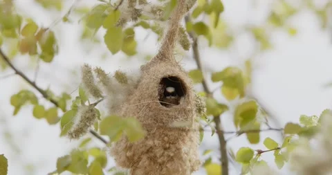 Pendulinus Remiz builds a nest in extremely strong winds in slow motion 8K Video stock 334636764