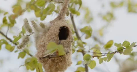Pendulinus Remiz builds a nest in extremely strong winds in slow motion 8K Video stock 334637158