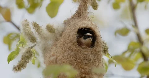 Pendulinus Remiz builds a nest in extremely strong winds in slow motion 8K Video stock 334637866