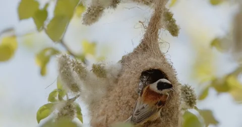 Pendulinus Remiz builds a nest in extremely strong winds in slow motion 8K Video stock 334638970