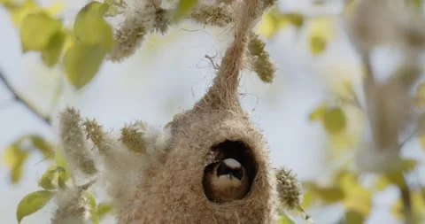 Pendulinus Remiz builds a nest in extremely strong winds in slow motion 8K Video stock 334641960
