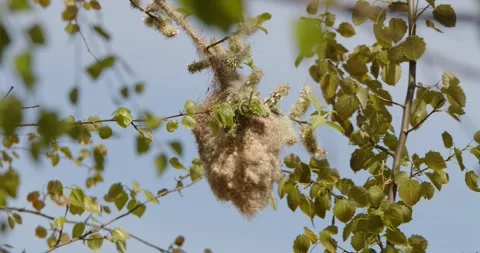 Pendulinus Remiz builds a nest in extremely strong winds in slow motion 8K Video stock 334641961