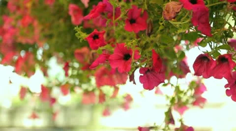 Pendulous flowers 스톡 동영상 10789533