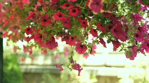 Pendulous flowers Stock Footage 10789536
