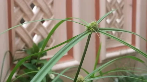 Pendulum grass blown by the wind 01 Stock Footage 219374748