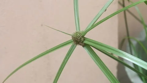 Pendulum grass blown by the wind 03 Stock Footage 219374795