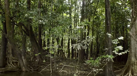 Penetrating the Amazon Stock Footage 52511903