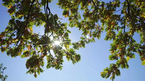 Penetrating Sun Rays Through Oak Leaves Against Blue Sky. Stock Footage 218746022