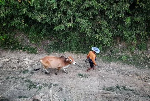 Pengembala Stock Photos