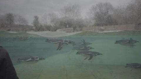 Pengiuns -  100FPS - SLOG3 스톡 동영상 88780984