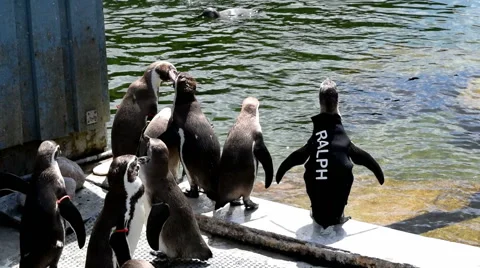Pengiuns Standing by Pool 1 Stock Footage 52558497