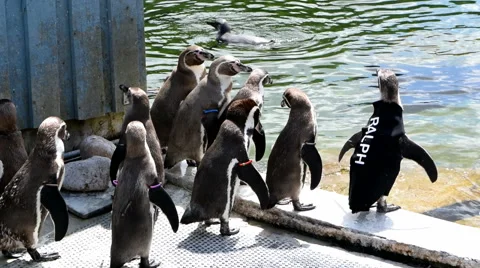 Pengiuns Standing by Pool 3 Stock Footage 52558633