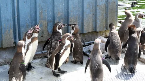 Pengiuns Standing by Pool  Stock Footage 52557608