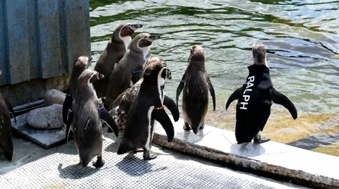 Pengiuns Standing by Pool  Stock Footage 52561755