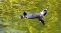 Penguin 3851 HD Footage