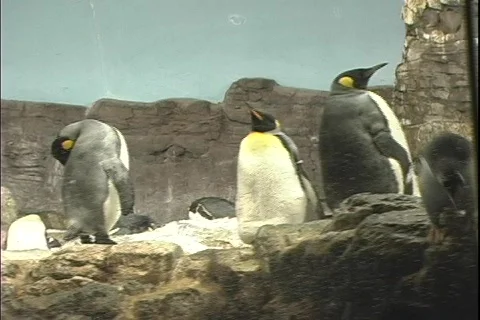 Penguin 5 動画素材 304495