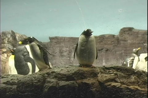 Penguin 5 Stock Footage 304517