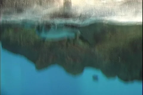 Penguin 5 動画素材 304521