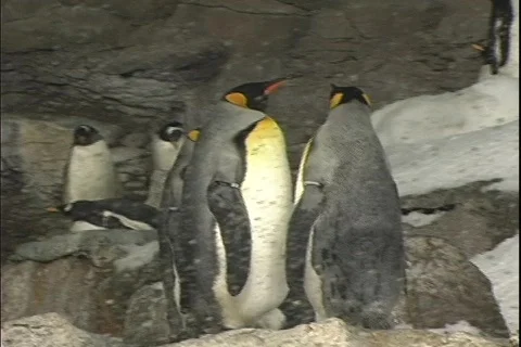 Penguin 5 動画素材 304522