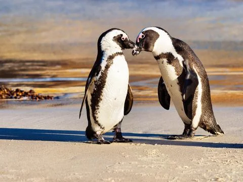 Penguin Affection Stock Photos