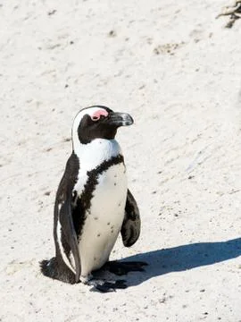 Penguin on African beach Stock Photos