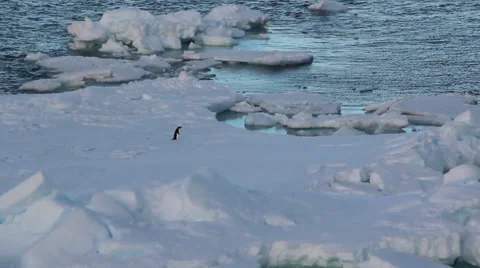 Penguin alone Stock Footage 46753499
