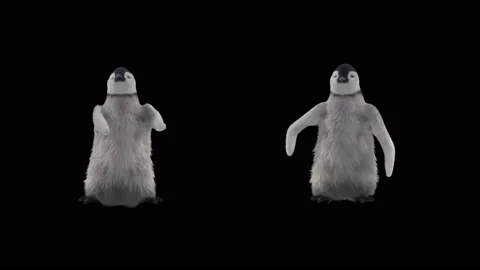 Penguin, With Alpha Matte. 動画素材 137923857