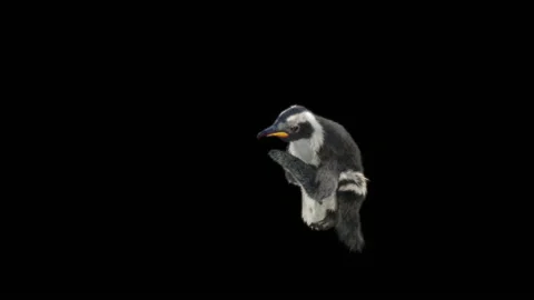 Penguin, With Alpha Matte. Vídeo Stock 140125936