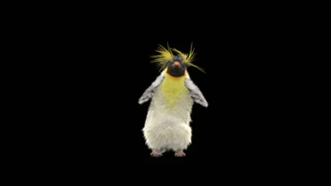 Penguin, With Alpha Matte. 库存影片 140743263