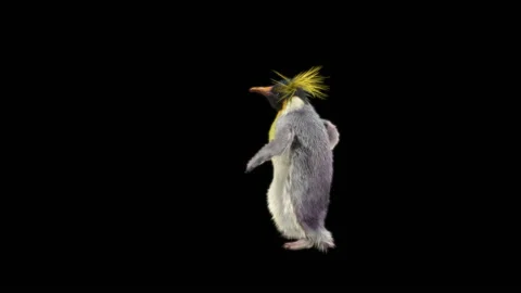 Penguin, With Alpha Matte. 库存影片 141758676