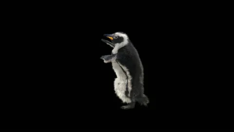 Penguin, With Alpha Matte. Stock Footage 143810619