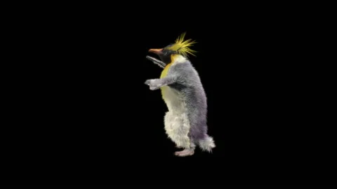 Penguin, With Alpha Matte. Stock Footage 143811243