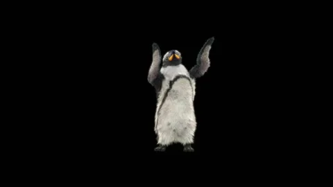 Penguin, With Alpha Matte. Stock Footage