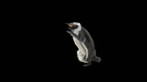 Penguin, With Alpha Matte. 库存影片 144002437