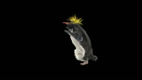 Penguin, With Alpha Matte. Stockbeeldmateriaal 144002815