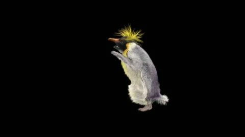 Penguin, With Alpha Matte. 库存影片 144008351