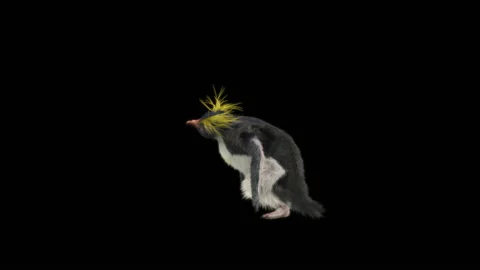 Penguin, With Alpha Matte. Stock Footage 146140579