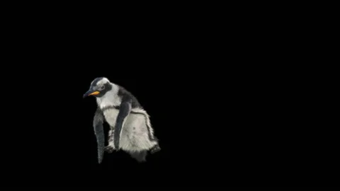 Penguin, With Alpha Matte. Stock Footage 147281929