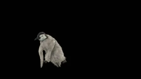 Penguin, With Alpha Matte. 库存影片 147281930