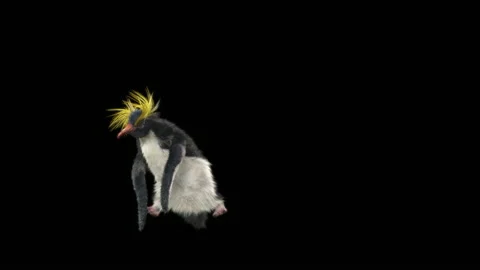 Penguin, With Alpha Matte. Видео 147283706