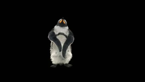 Penguin, With Alpha Matte. Stock Footage 147944531