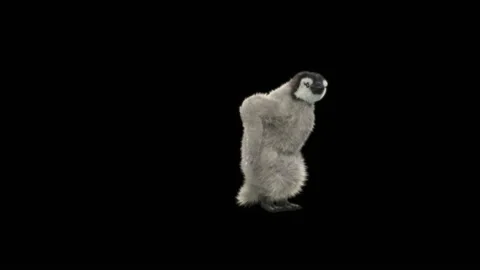 Penguin, With Alpha Matte. 库存影片 148044266