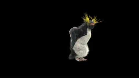 Penguin, With Alpha Matte. 库存影片 148044631