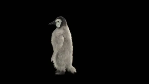 Penguin, With Alpha Matte. Video stock 148495546